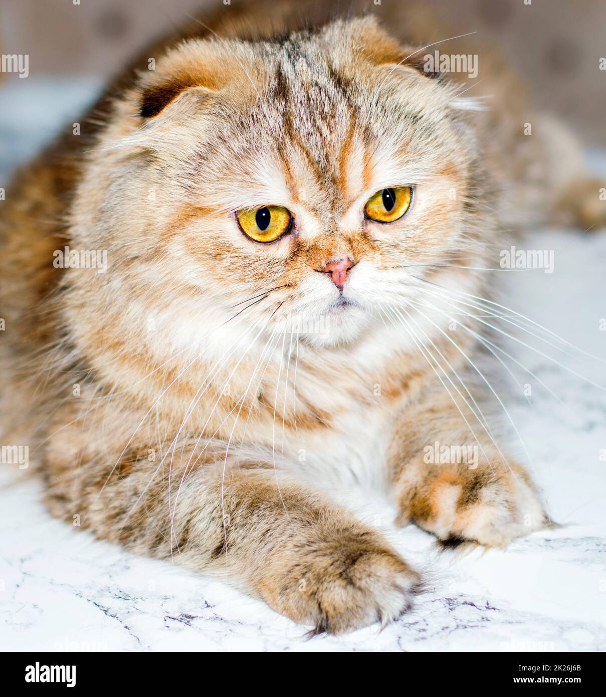 Hochland-flauschiges Porträt einer goldenen Chinchilla-Katze auf Marmorhintergrund Stockfoto
