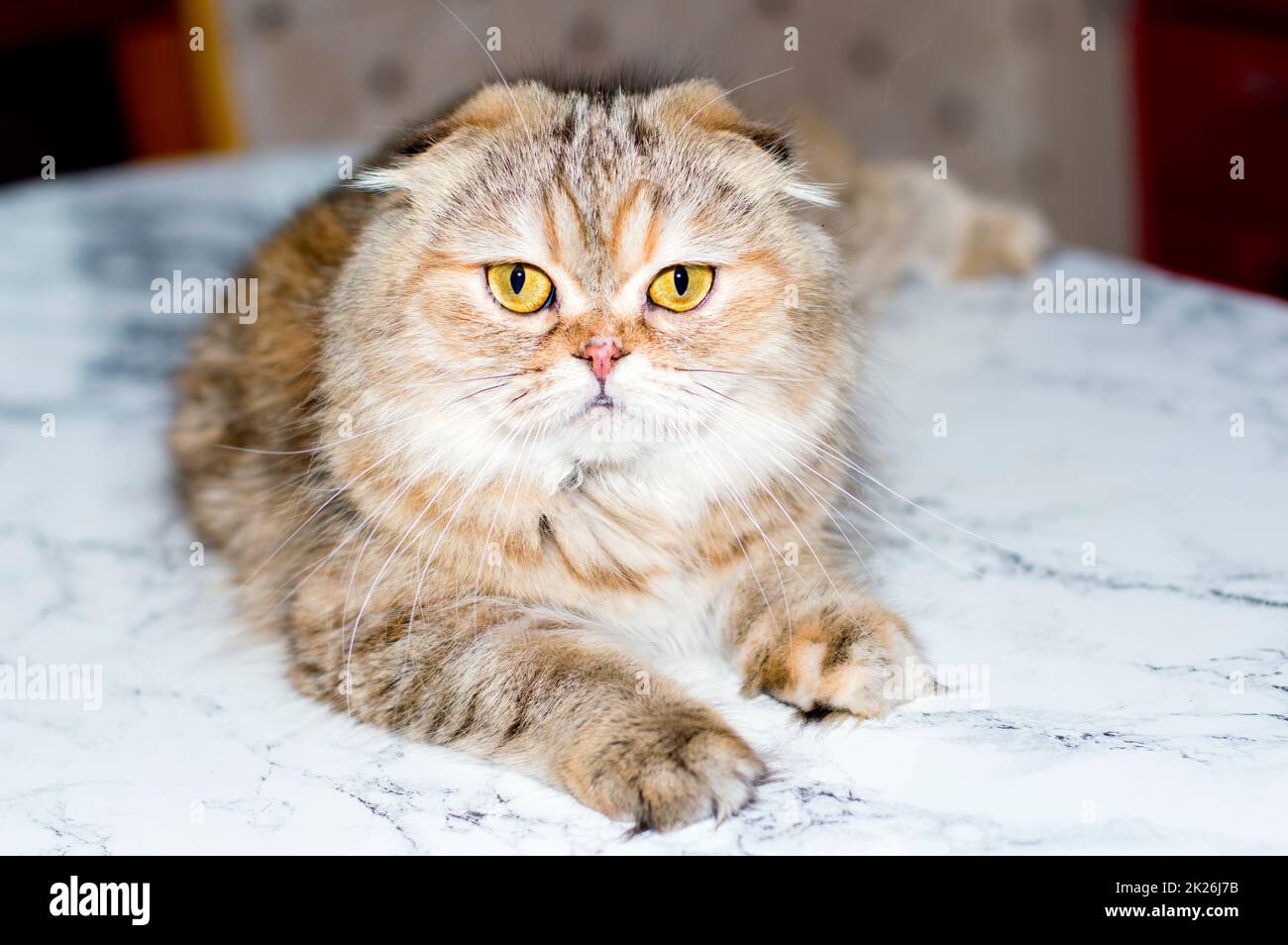 Flauschige schottische Falte Highland goldene Chinchilla Katze auf einem Marmortisch Stockfoto