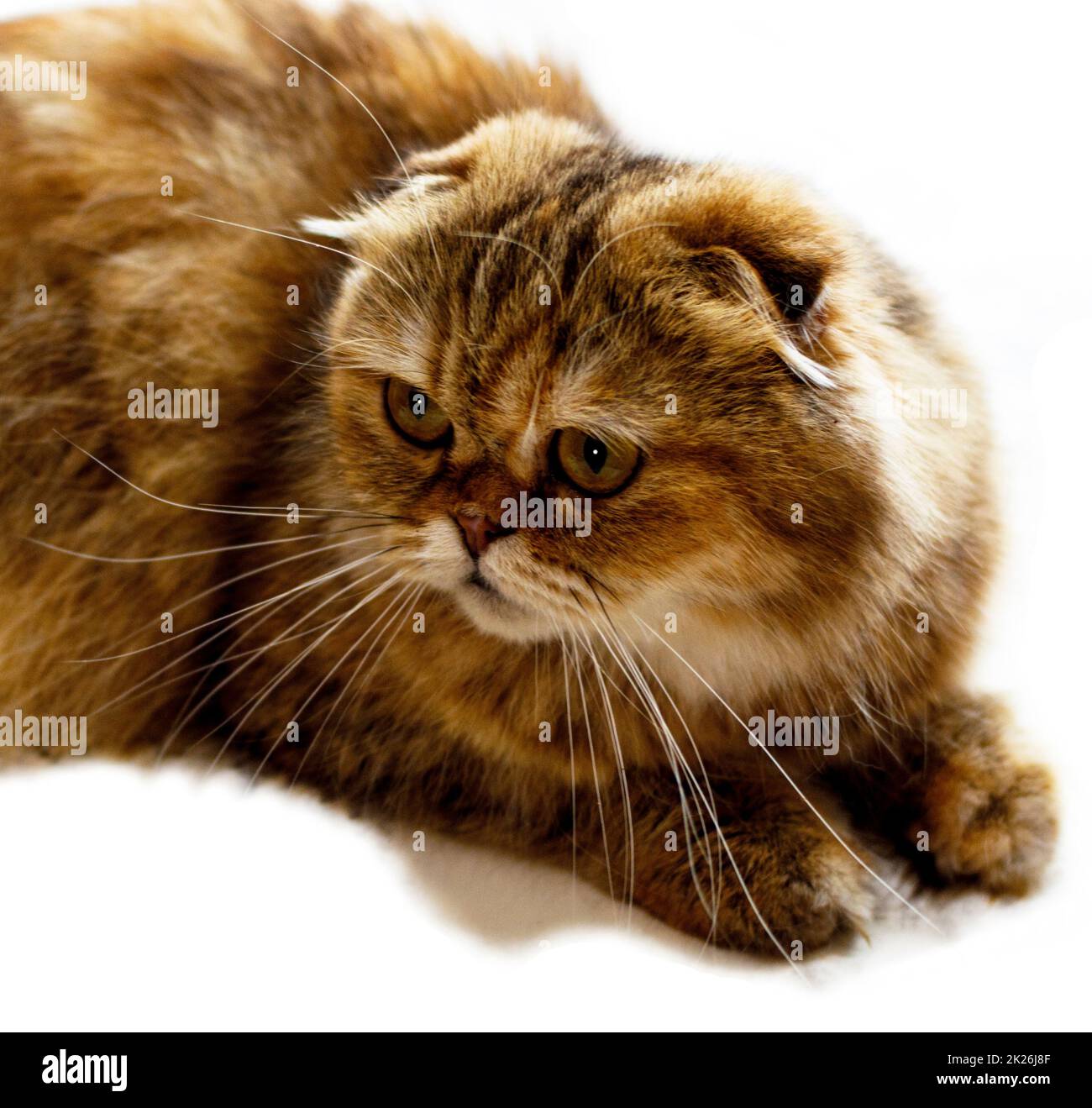 Porträt hell isoliert wunderschöne flauschige goldene Chinchilla der Katze Stockfoto