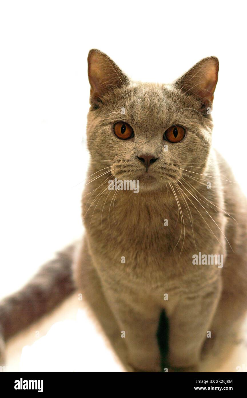 Schottische Katze Flieder auf isoliertem Hintergrund Stockfoto