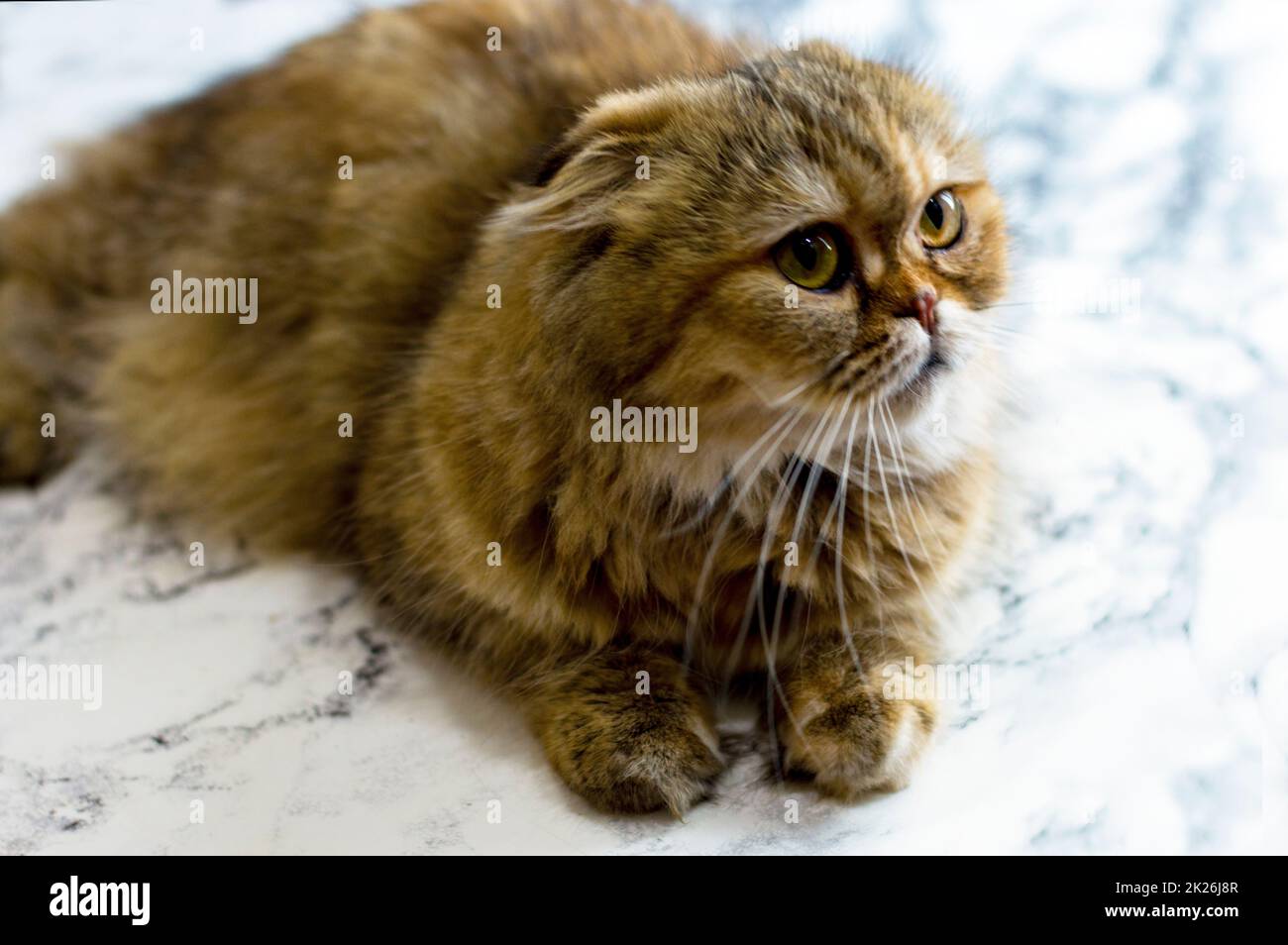 golden Highland flauschige Chinchilla-Katze auf Marmorhintergrund Stockfoto