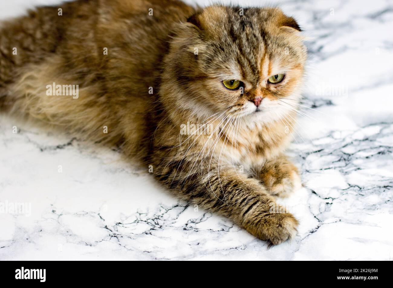 goldene flauschige Chinchilla-Katze auf Marmorhintergrund Stockfoto