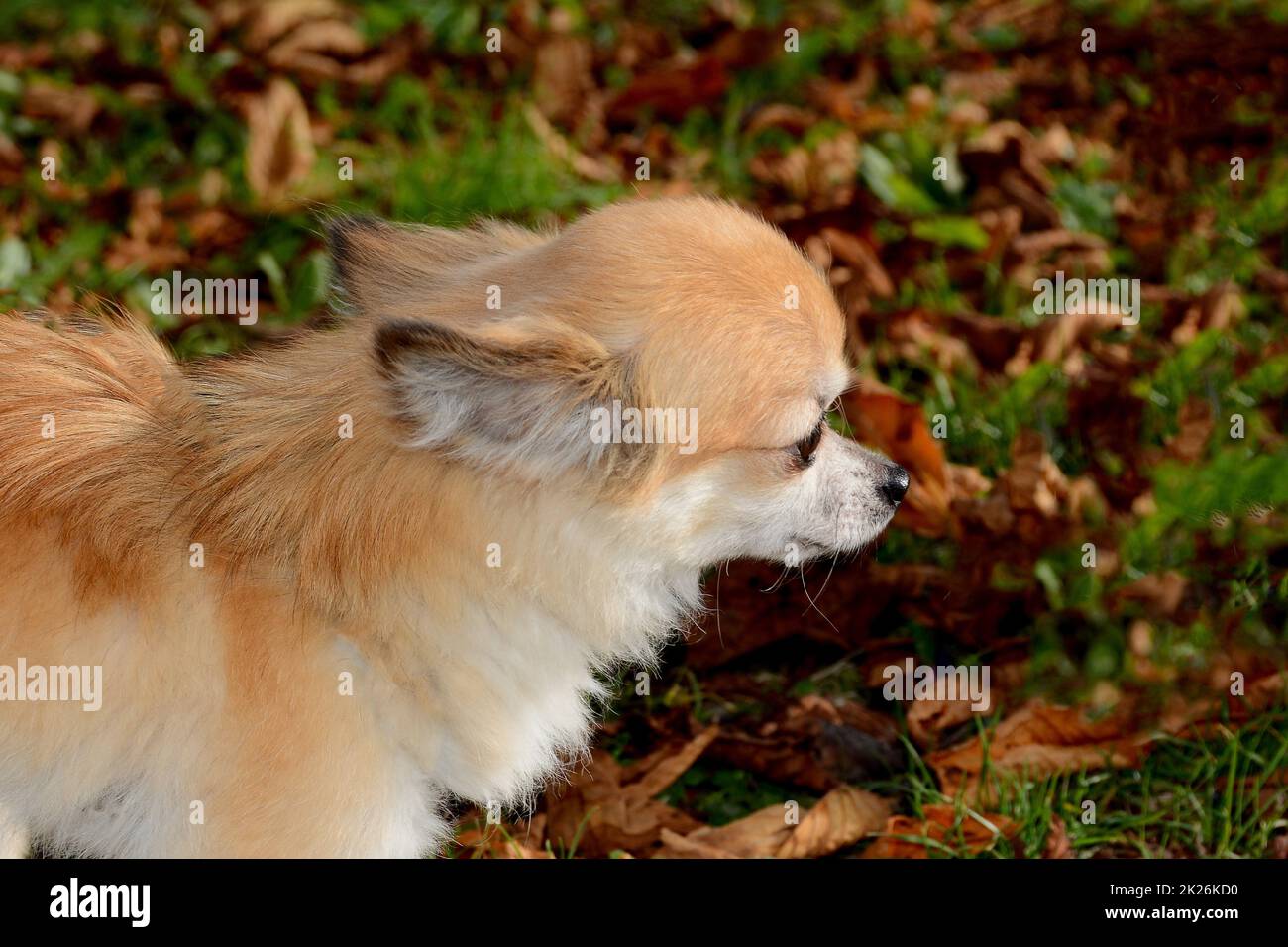 Chihuahua-Hund in der Natur Stockfoto