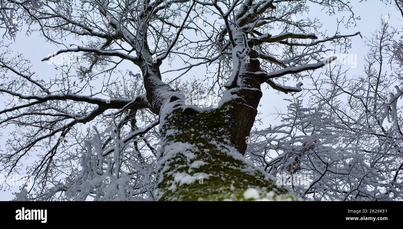 Hoher Baum mit Blick auf die schneebedeckten Baumwipfel Stockfoto