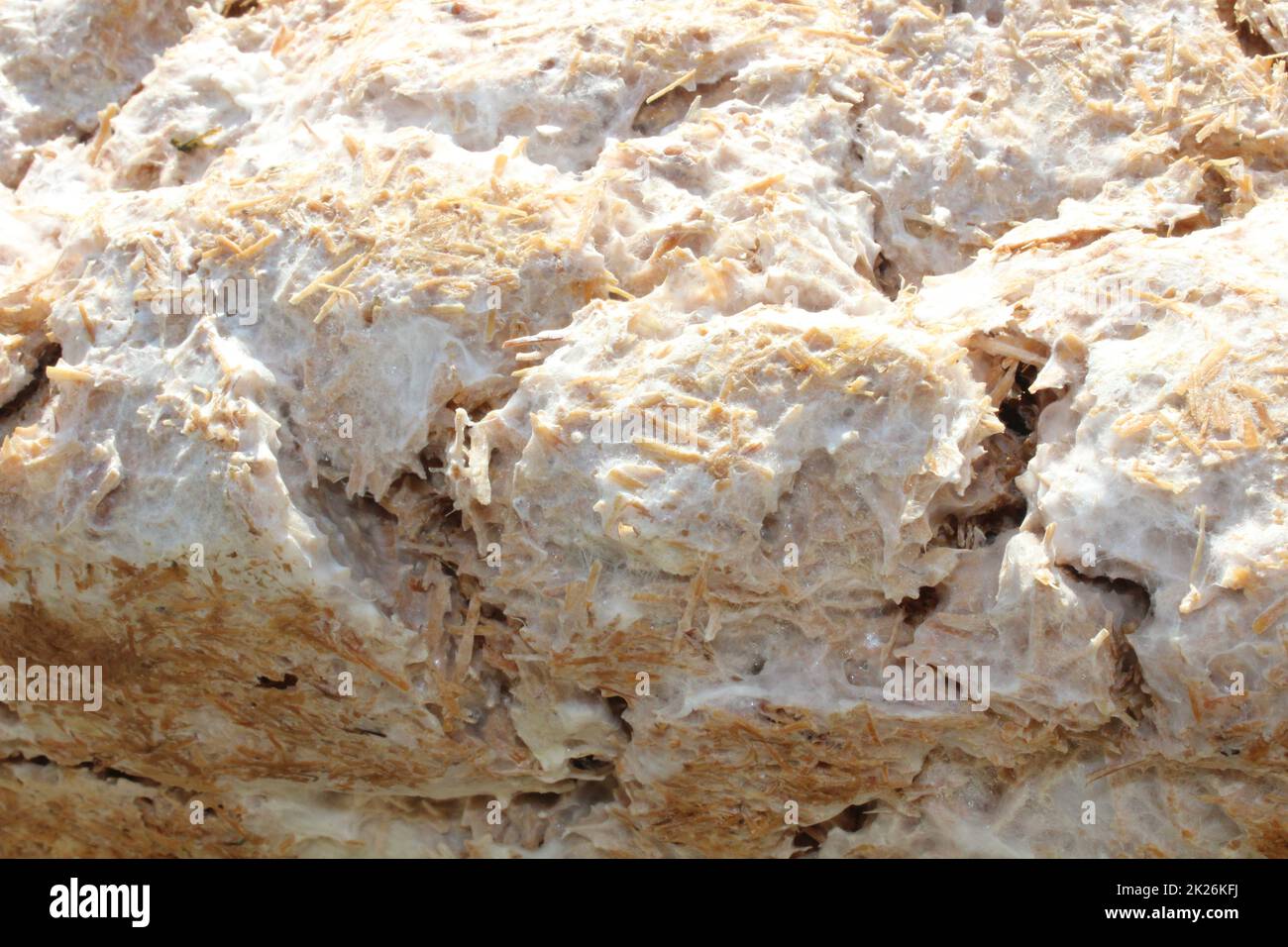 Pilzsubstrat an einem sonnigen Tag Stockfoto