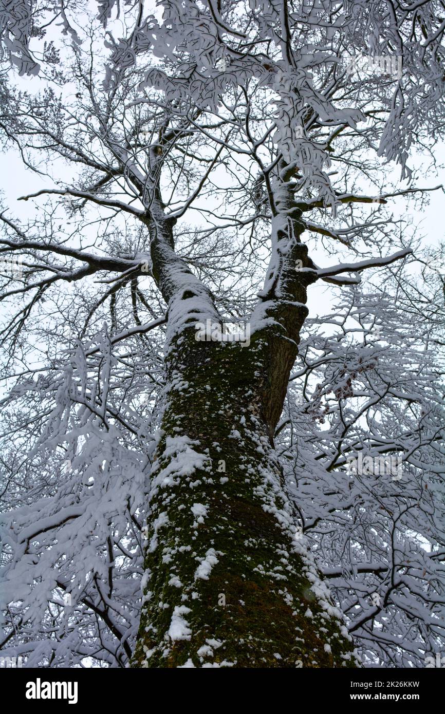 Hoher Baum mit Blick auf die schneebedeckten Baumwipfel Stockfoto