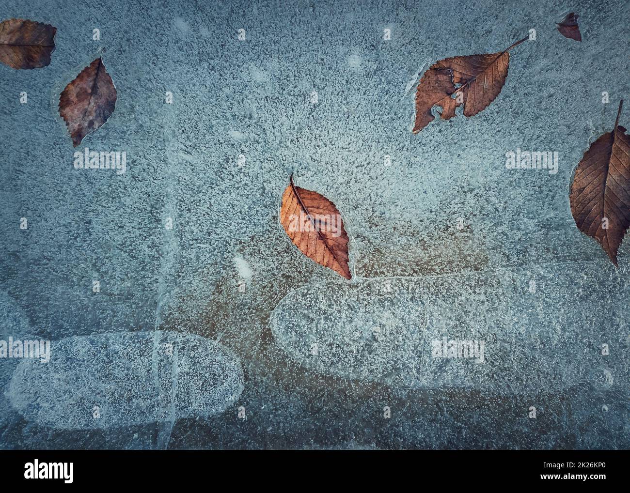 Nahaufnahme eines abstrakten Hintergrunds von heruntergefallenen trockenen Blättern, die in einer Pfütze eingefroren waren. Eisige Schlaglochstruktur, kalte Wintersaison vor dem Hintergrund Stockfoto