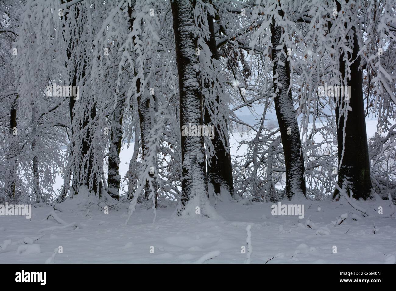 Winter - im dunklen Wald mit viel Schnee Stockfoto