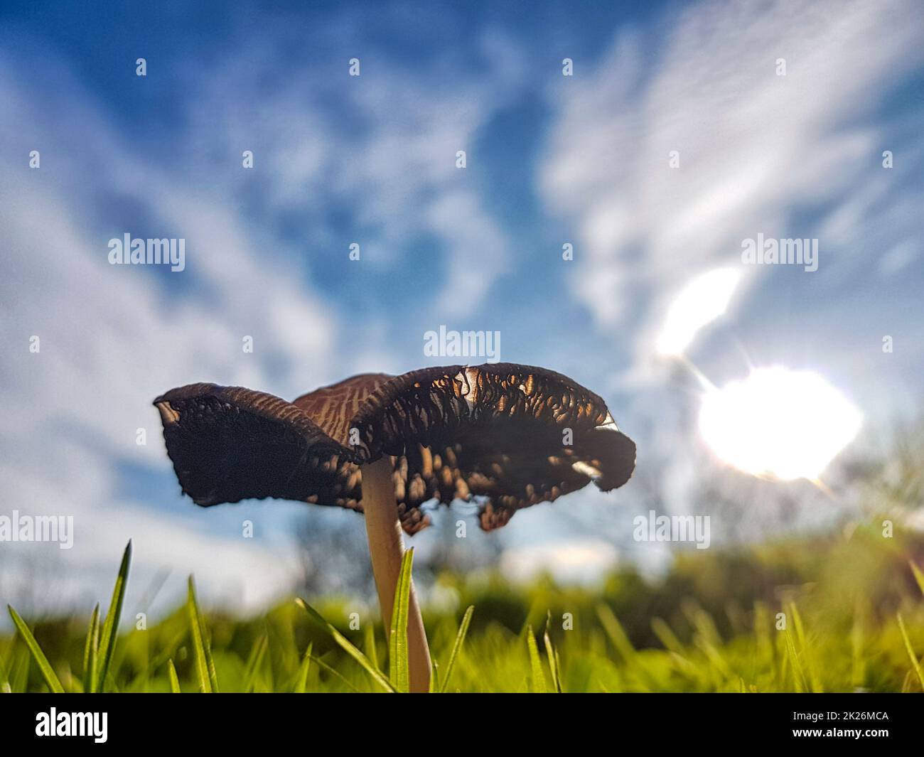Ein kleiner Pilz an einem schönen sonnigen Tag Stockfoto