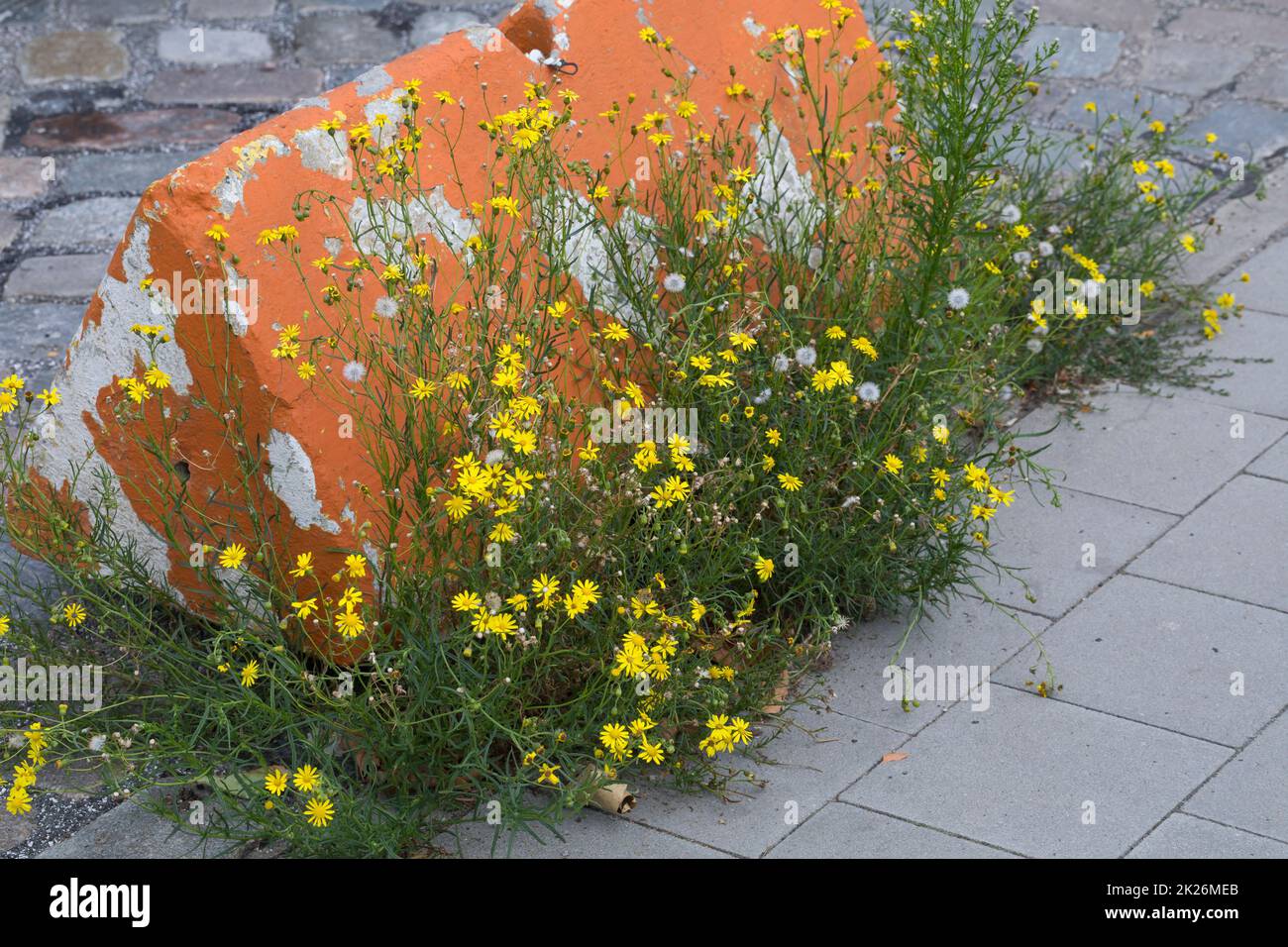 Schmalblättrige Greiskraut, Schmalblättrige Kreuzkraut, Südafrikanisches Greiskraut, Senecio inaequidens, Senecio Harvesteianus, Senecio vimineus, narr Stockfoto