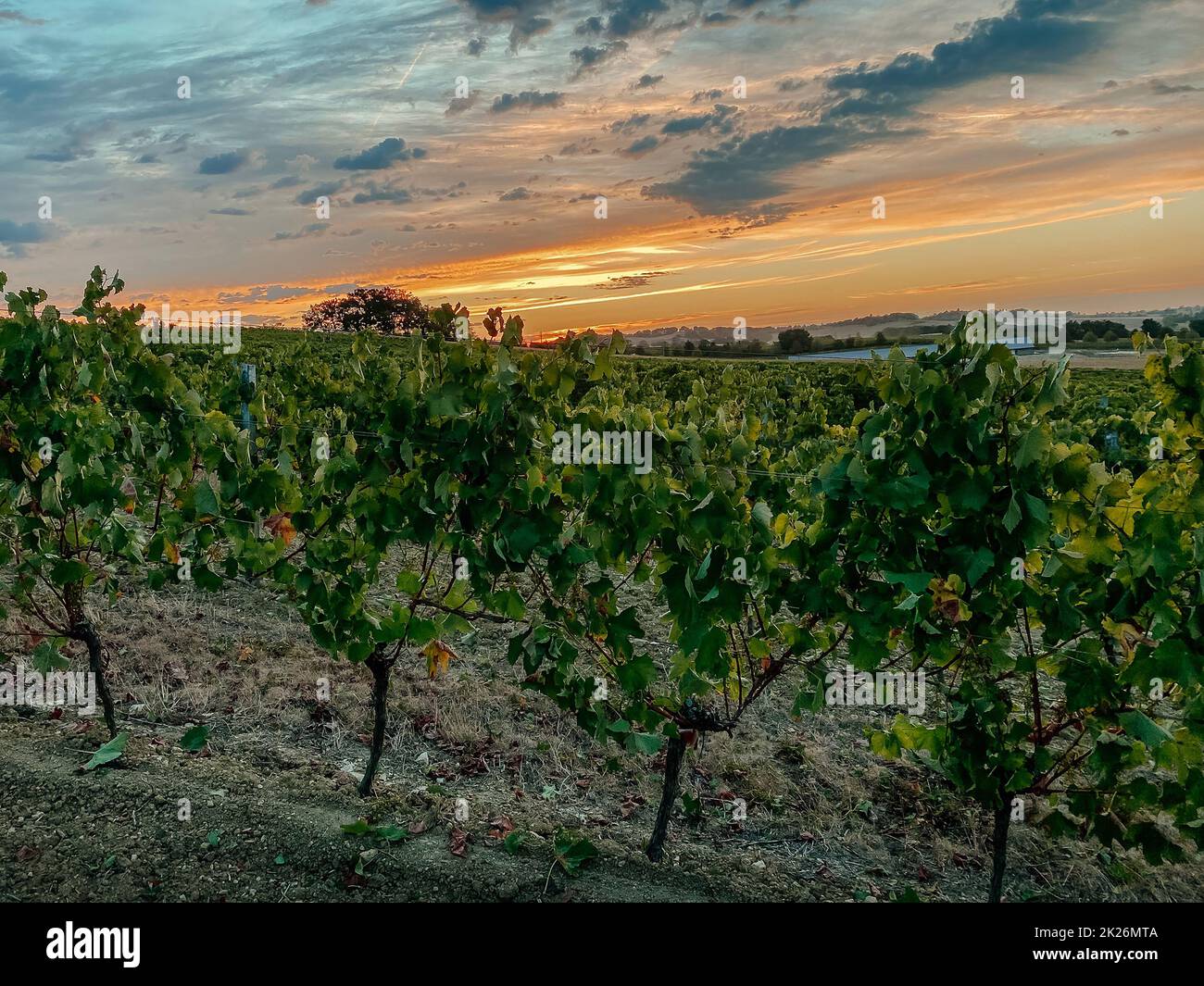 Herbsttraubenfeld vor dem Hintergrund des Sonnenuntergangs Stockfoto