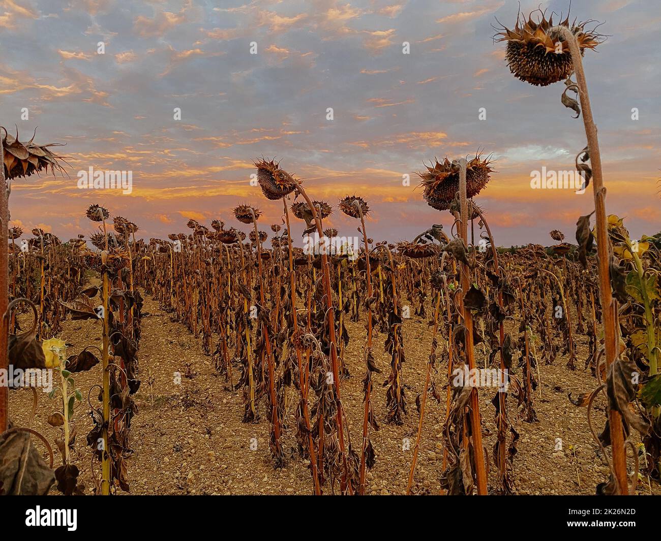 Feld trockene Sonnenblumen vor dem Hintergrund des Sonnenuntergangs Stockfoto