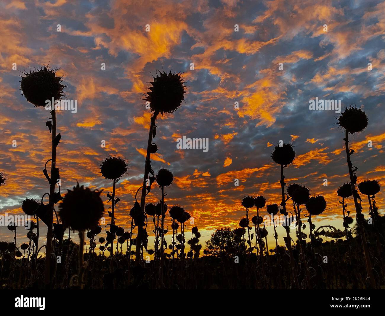 Feld Sonnenblumen auf dem Hintergrund der erstaunlichen Sonnenuntergang Stockfoto