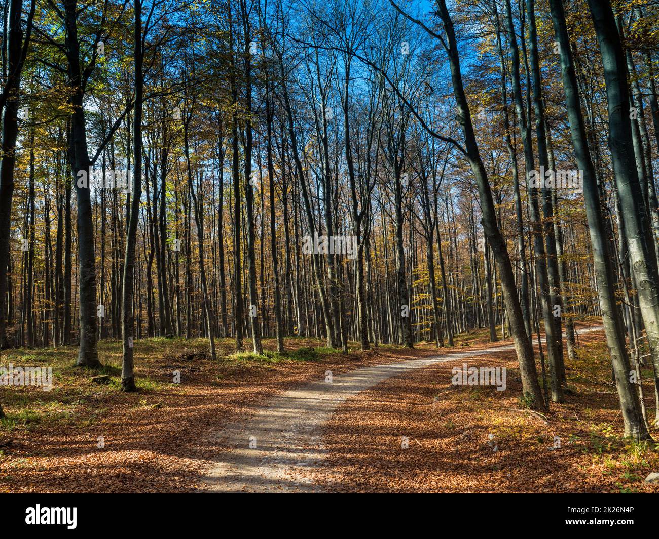 Wald Straße Stockfoto