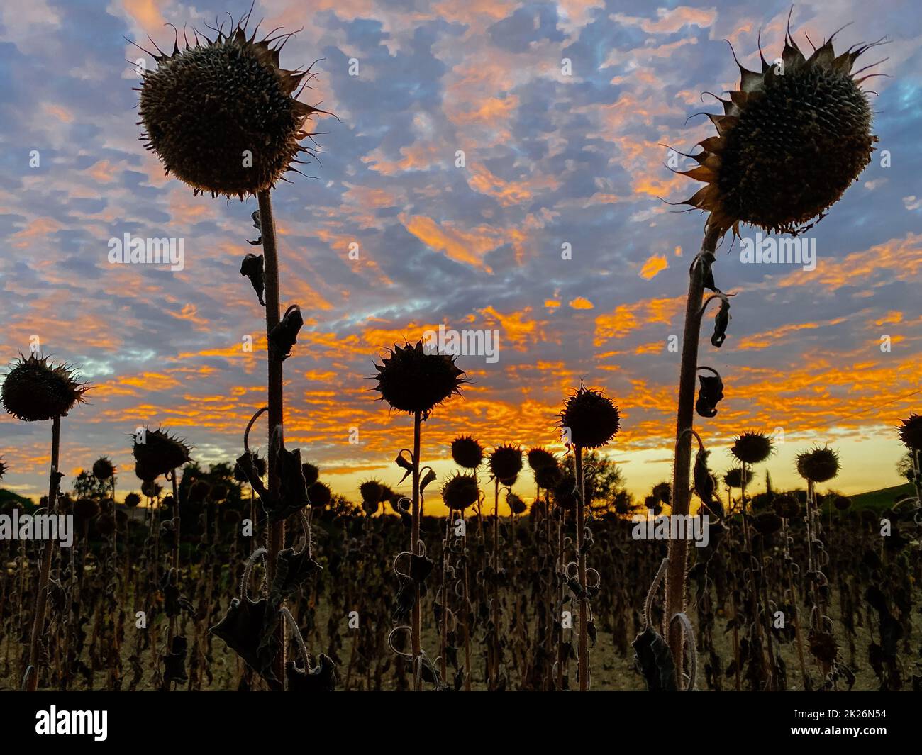 Feld reife Sonnenblumen auf dem Hintergrund des fantastischen Sonnenuntergangs Stockfoto