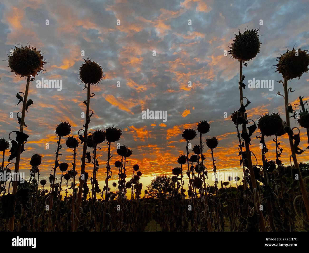 Feld Sonnenblumen auf dem Hintergrund des Sonnenuntergangs Stockfoto