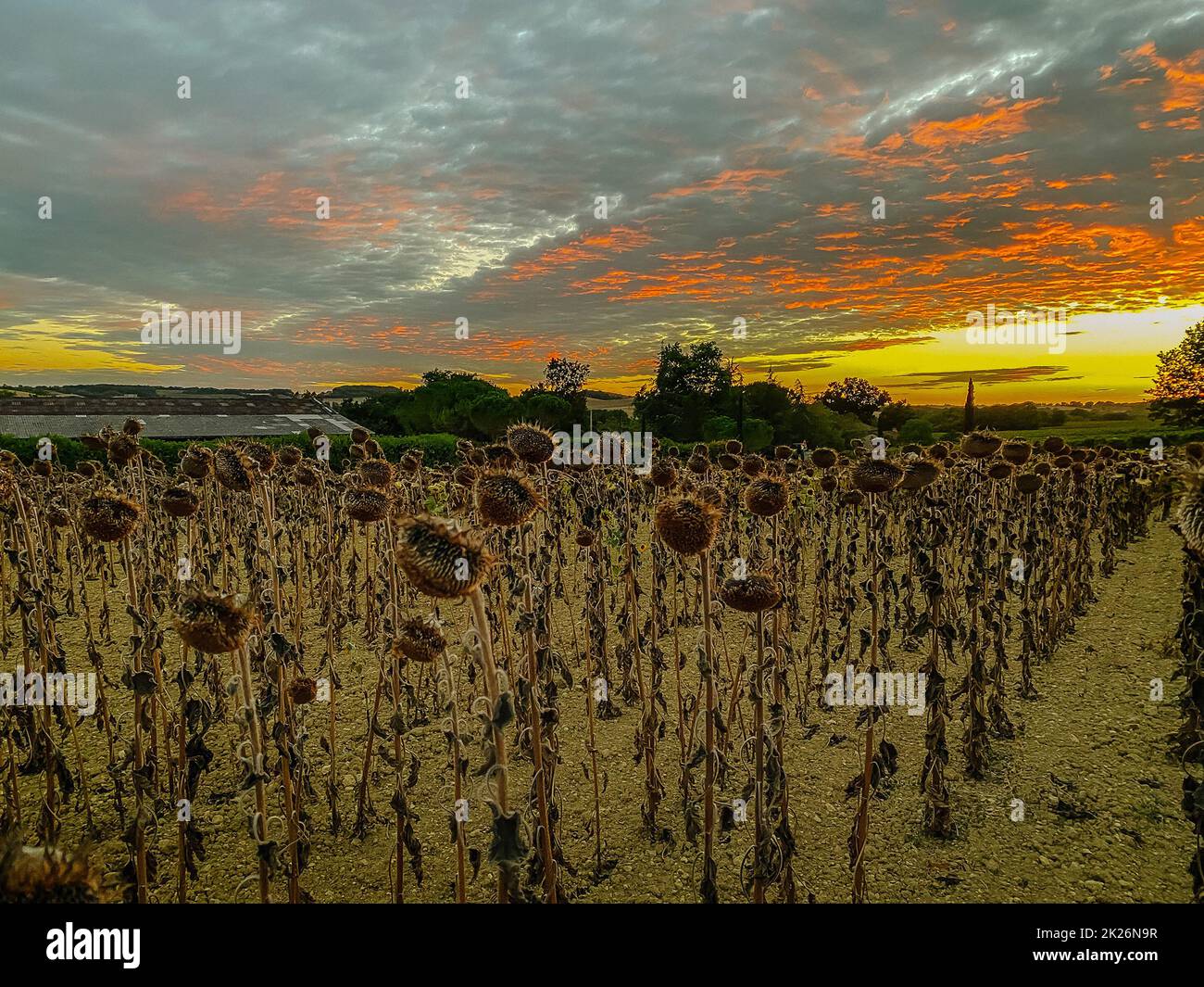 Feldgetrocknete Sonnenblumen vor dem Hintergrund des Sonnenuntergangs Stockfoto