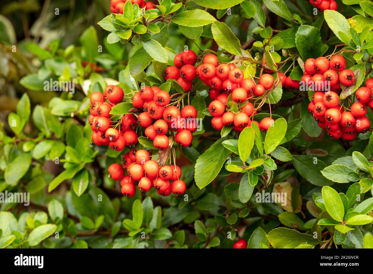 Lebendige Pyramicantha coccinea „Rote Säule“, Beeren in Nahaufnahme ...
