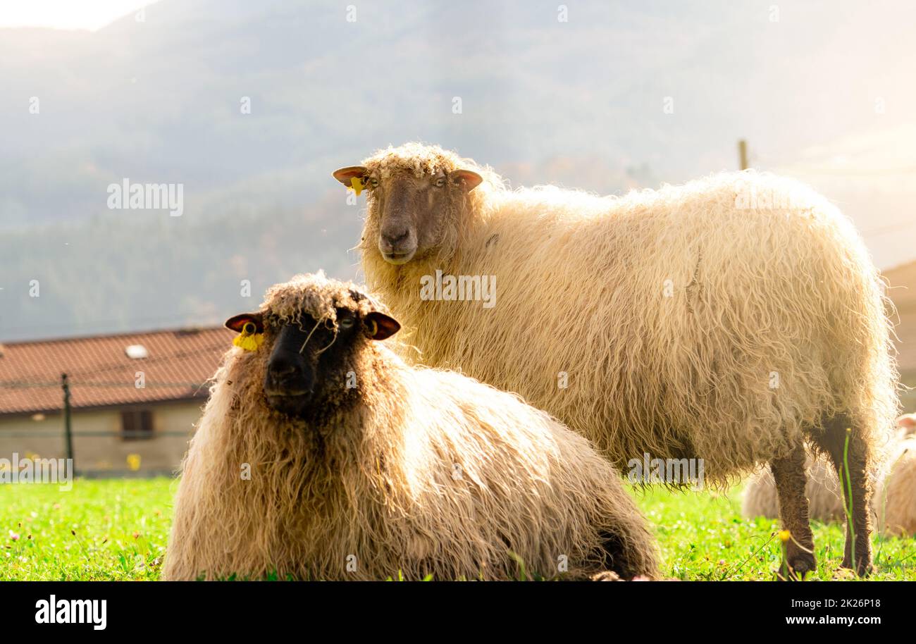 Hausschafe auf Weideflächen. Schafe mit Ohrmarke und weißes Fell auf grünem Grasfeld. Viehzuchtbetrieb. Nachhaltige Landwirtschaft oder Konzept der nachhaltigen Landwirtschaft. Nutztier. Stockfoto