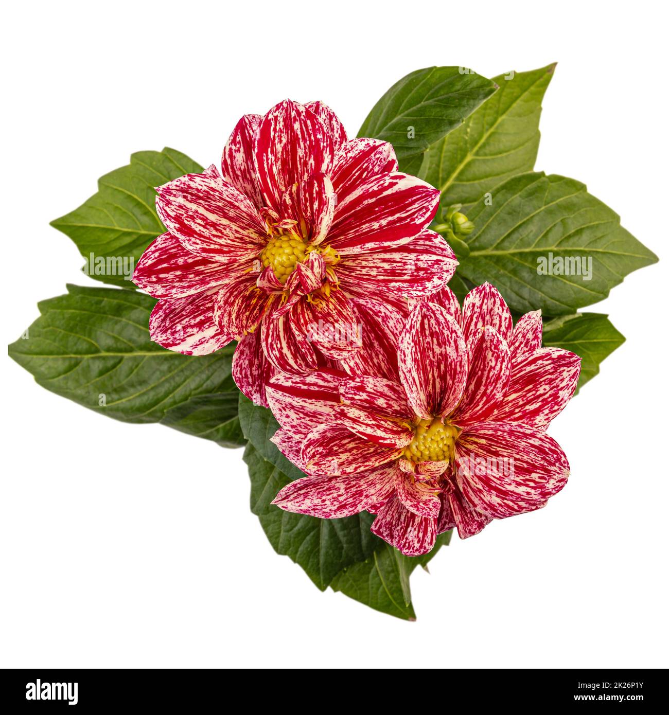 Zweifarbige weiße rote Dahlienblüten Stockfoto