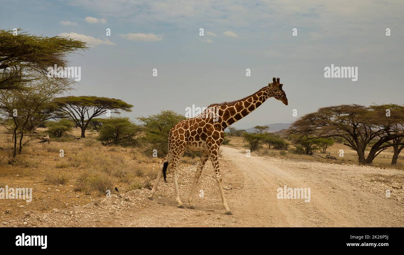 Eine Netzgiraffe, Giraffa camelopardalis reticulata, überquert eine Schotterstraße. Stockfoto