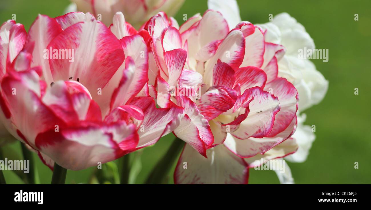 Schönes blühendes Tulpenfeld am blauen Himmel im Frühling, florales Konzept Stockfoto