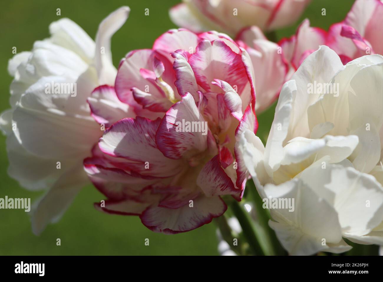Schönes blühendes Tulpenfeld am blauen Himmel im Frühling, florales Konzept Stockfoto