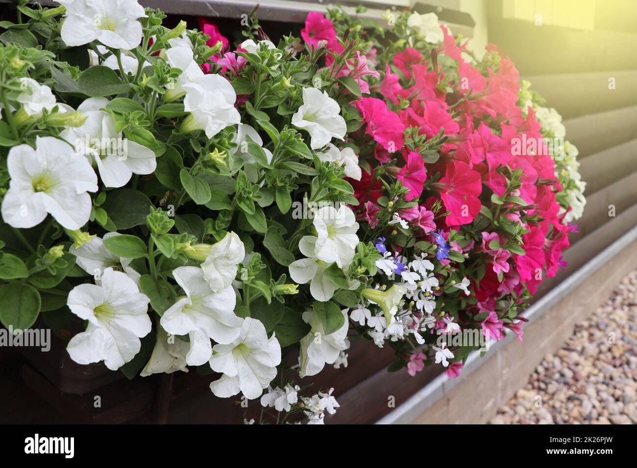 Fensterbox voller farbenfroher Petunien. Rosafarbene und weiß blühende Pflanzen in einer Blumenküste im Fensterbrett Stockfoto