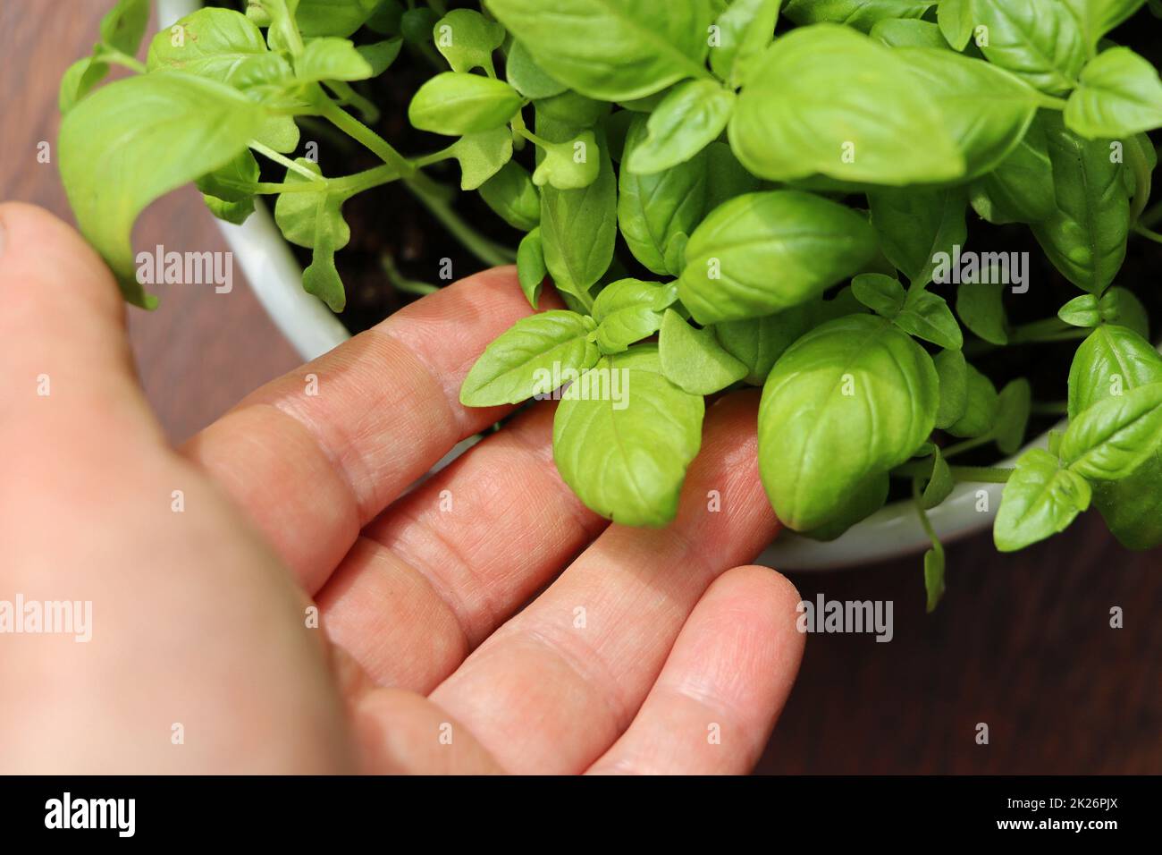 Weibliche Hände, die Basilikumblätter halten.sauberes Essen, Bio-Gartenbau, Anbau, Erntekonzept Stockfoto