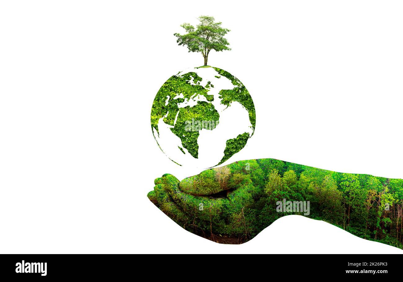Umwelt Erdtag in den Händen von Bäumen, die Setzlinge wachsen. Bokeh grün Hintergrund Weibliche Hand halten Baum auf Naturfeld Gras Waldschutz-Konzept Stockfoto