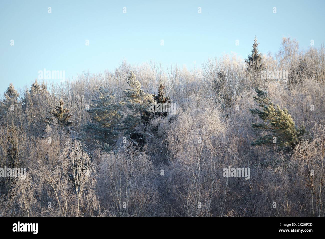 Winterlandschaft. Bäume und Sträucher mit Heiserfrost. Die kalte Jahreszeit. Eine grauweiße kristalline Ablagerung von gefrorenem Wasserdampf, der sich bei klarem Stillwetter bildet Stockfoto