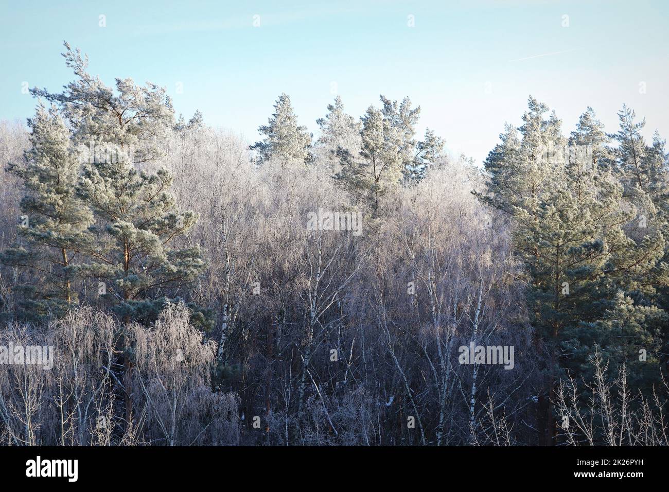 Winterlandschaft. Bäume und Sträucher mit Heiserfrost. Die kalte Jahreszeit. Eine grauweiße kristalline Ablagerung von gefrorenem Wasserdampf, der sich bei klarem Stillwetter bildet Stockfoto