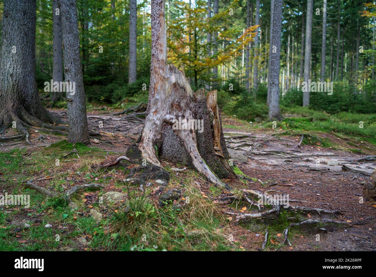Stumpf von einem umgestürzten Baum in einem Kiefernwald. Fokus im Vordergrund. Stockfoto