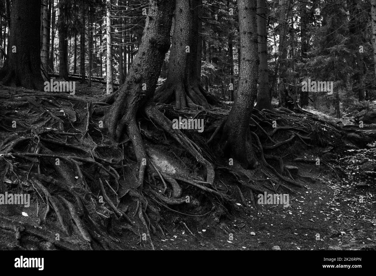Spektakuläre Baumwurzeln auf der Oberfläche des Bodens. Schwarz und Weiß. Stockfoto