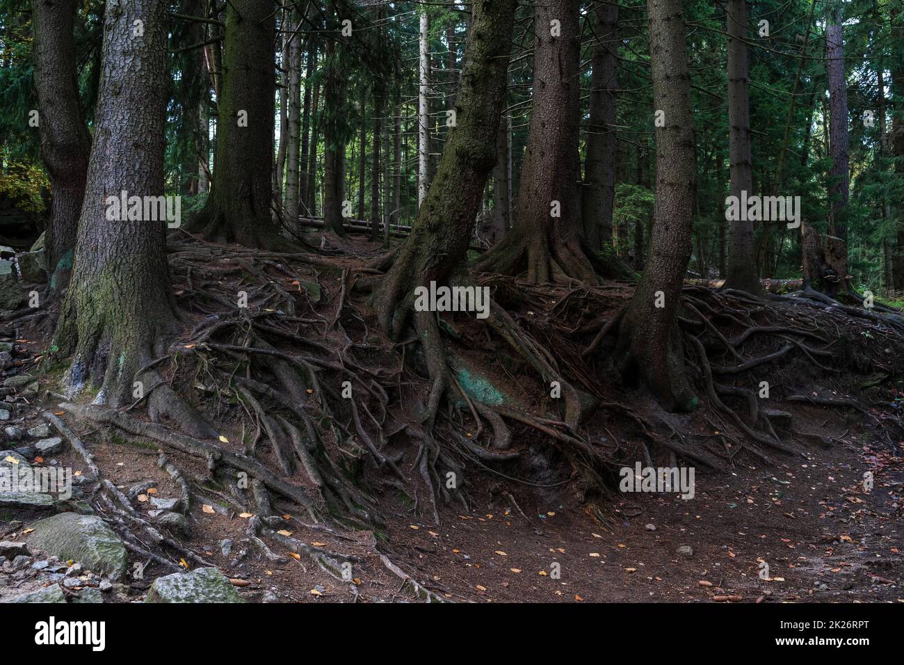 Spektakuläre Baumwurzeln auf der Oberfläche des Bodens. Stockfoto