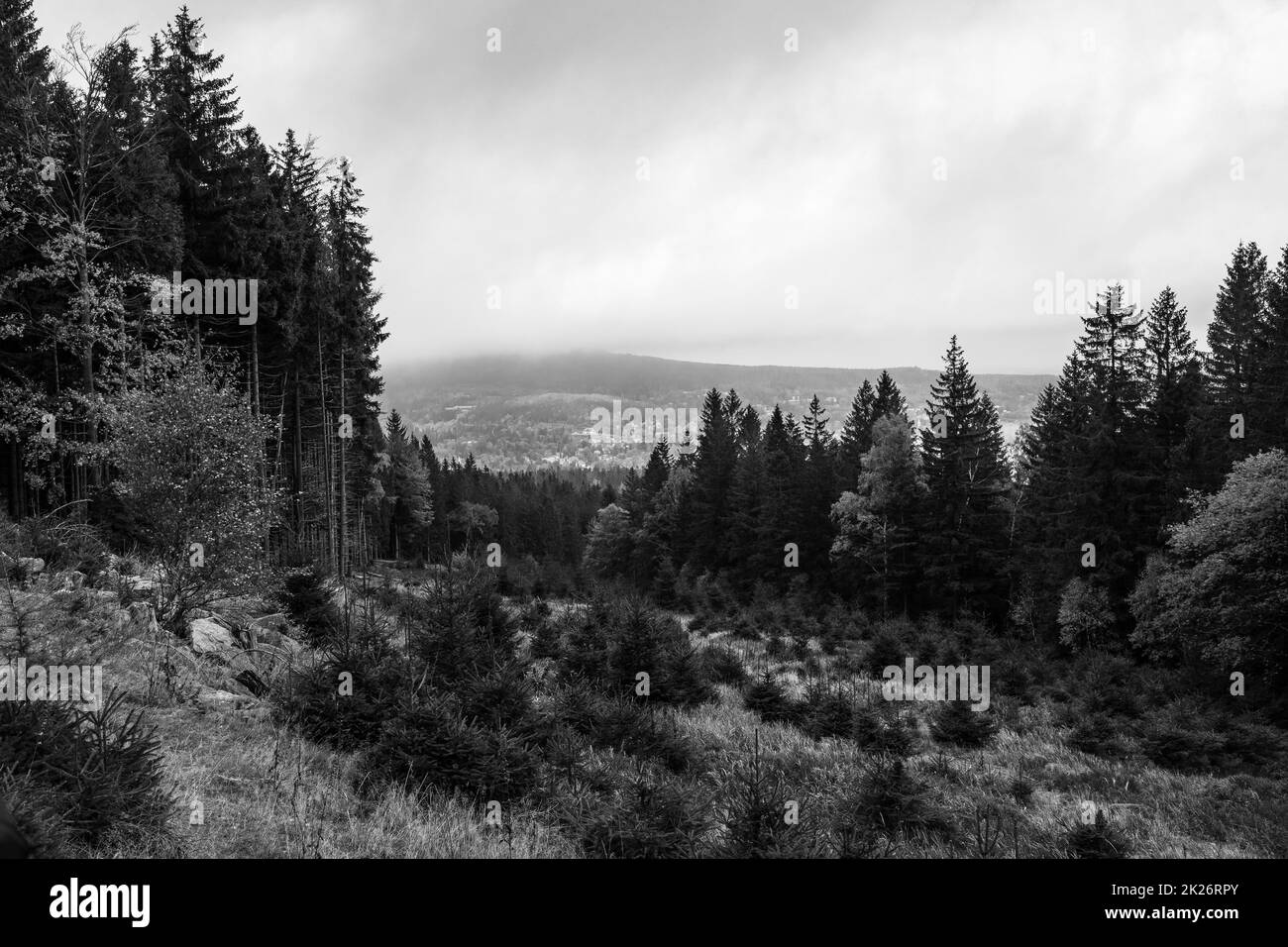 Herbstwaldlandschaft im Riesengebirge in der Nähe der Stadt Karpacz. Schwarz und Weiß. Stockfoto