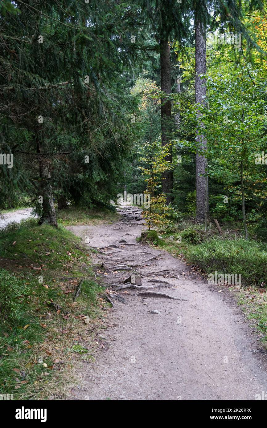 Herbstwaldlandschaft im Riesengebirge in der Nähe der Stadt Szklarska Poreba. Waldweg. Stockfoto