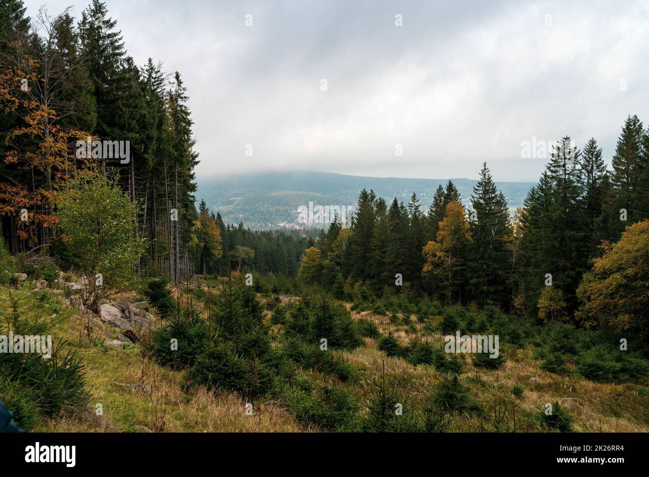 Herbstwaldlandschaft im Riesengebirge in der Nähe der Stadt Karpacz. Stockfoto
