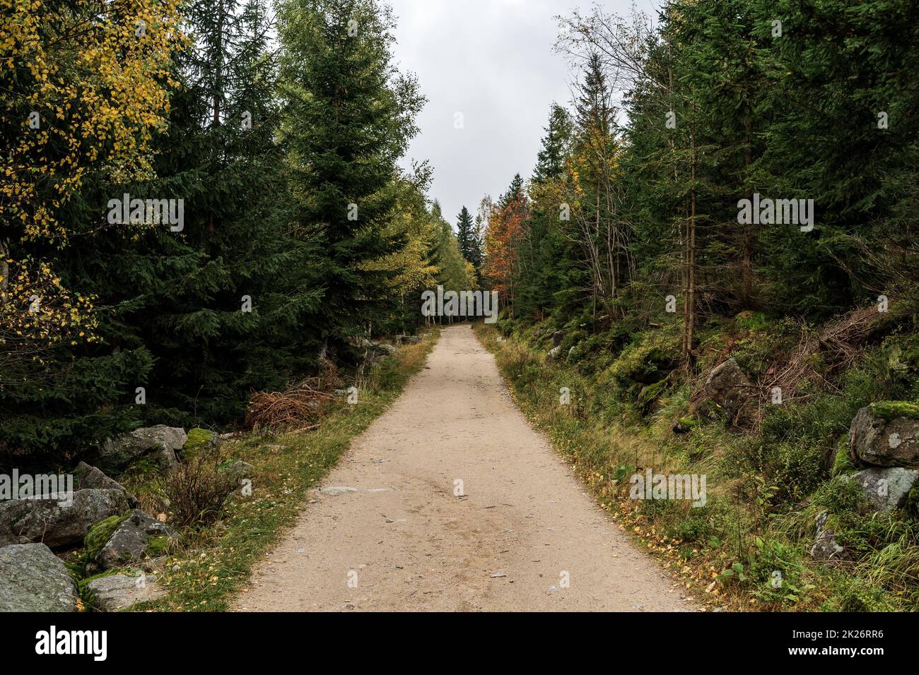Herbstwaldlandschaft im Riesengebirge in der Nähe der Stadt Karpacz. Waldweg. Stockfoto