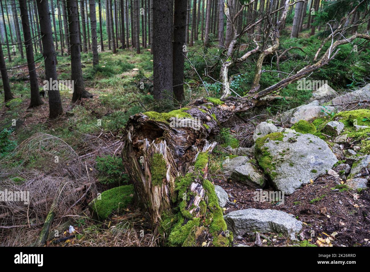 Ein gefallener Baum in einem Kiefernwald. Fokus im Vordergrund. Stockfoto