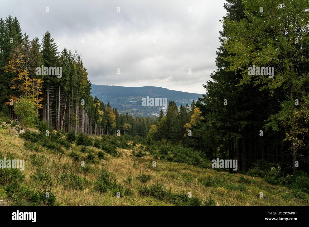 Herbstwaldlandschaft im Riesengebirge in der Nähe der Stadt Karpacz. Stockfoto