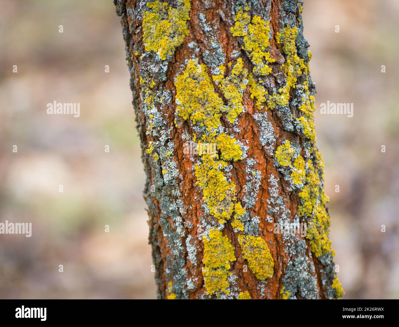 Moosigen Rinde Textur Stockfoto