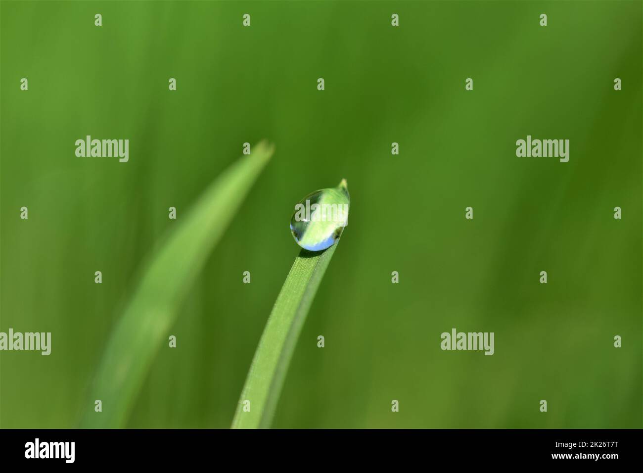 Tautropfen auf Grashalm vor einem grünen, verschwommenen Hintergrund Stockfoto