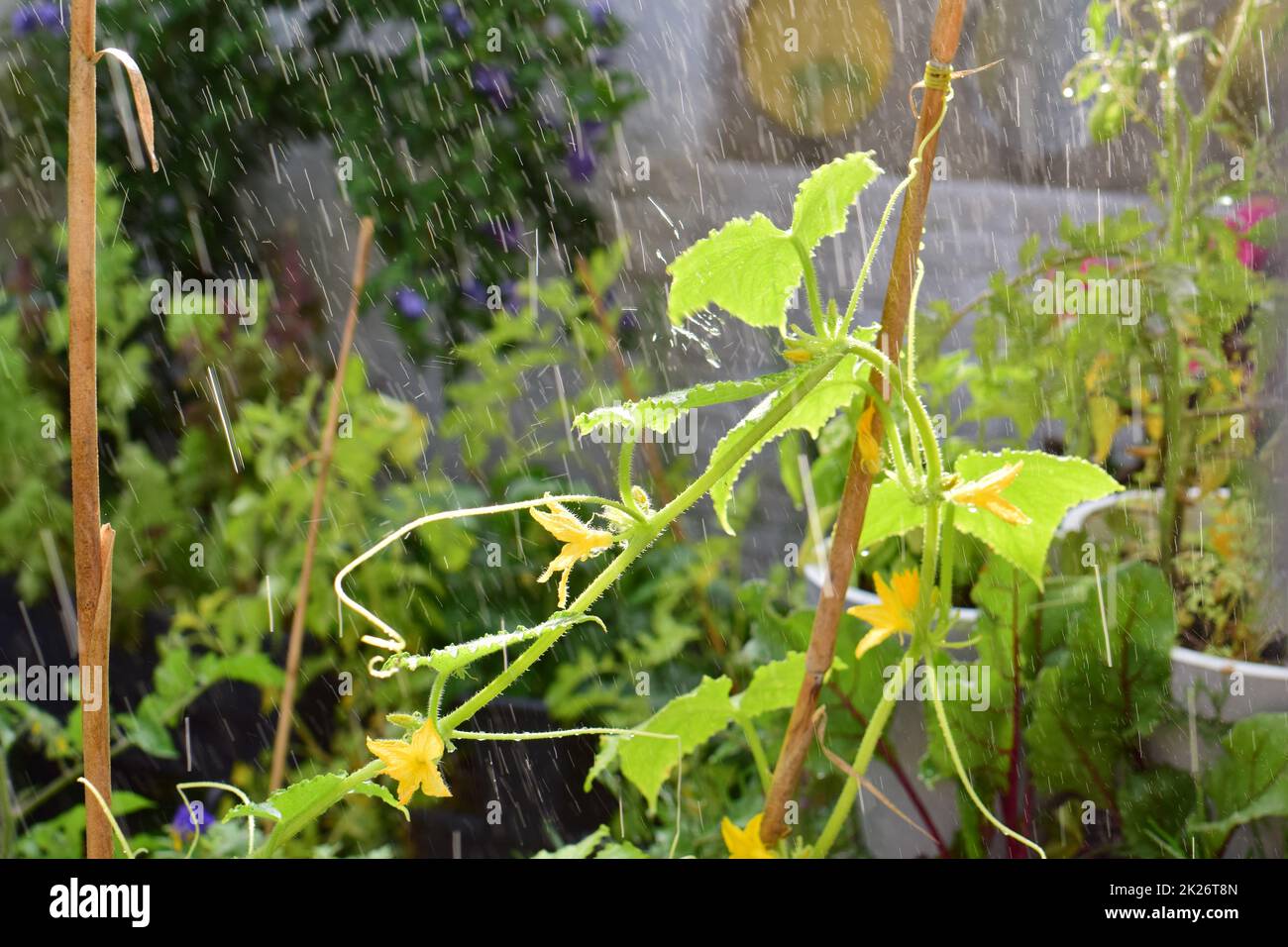 Gurkenpflanze auf einer Terrasse während Regendusche Stockfoto