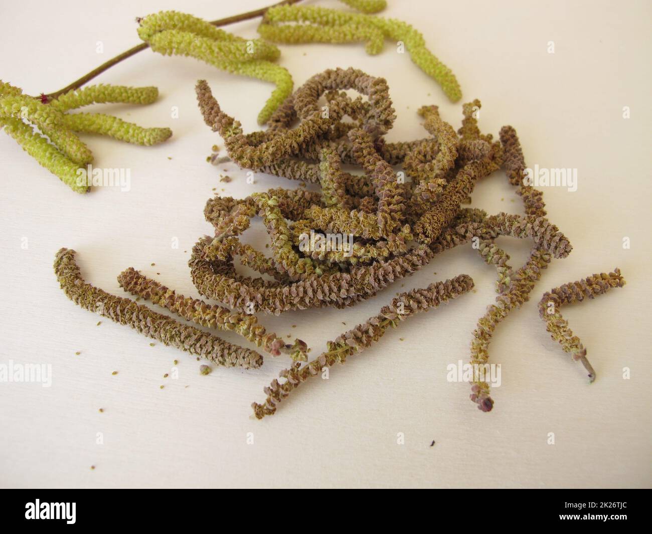 Getrocknete Haselkatkins, Haselblüten aus Haselbusch für Kräutertee Stockfoto