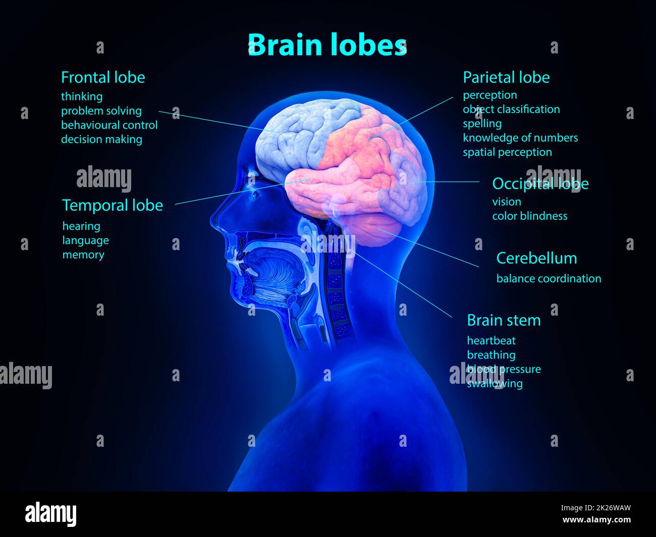 Hirnanatomie-Konzept. Gehirnlappen, Sehvermögen, digitales menschliches Gehirn. Neuronales Netzwerk. IQ-Tests, künstliche Intelligenz, virtuelle Emulation, wissenschaftliches Technologiekonzept. Brainstorming: Idee denken. 3D-Rendern Stockfoto