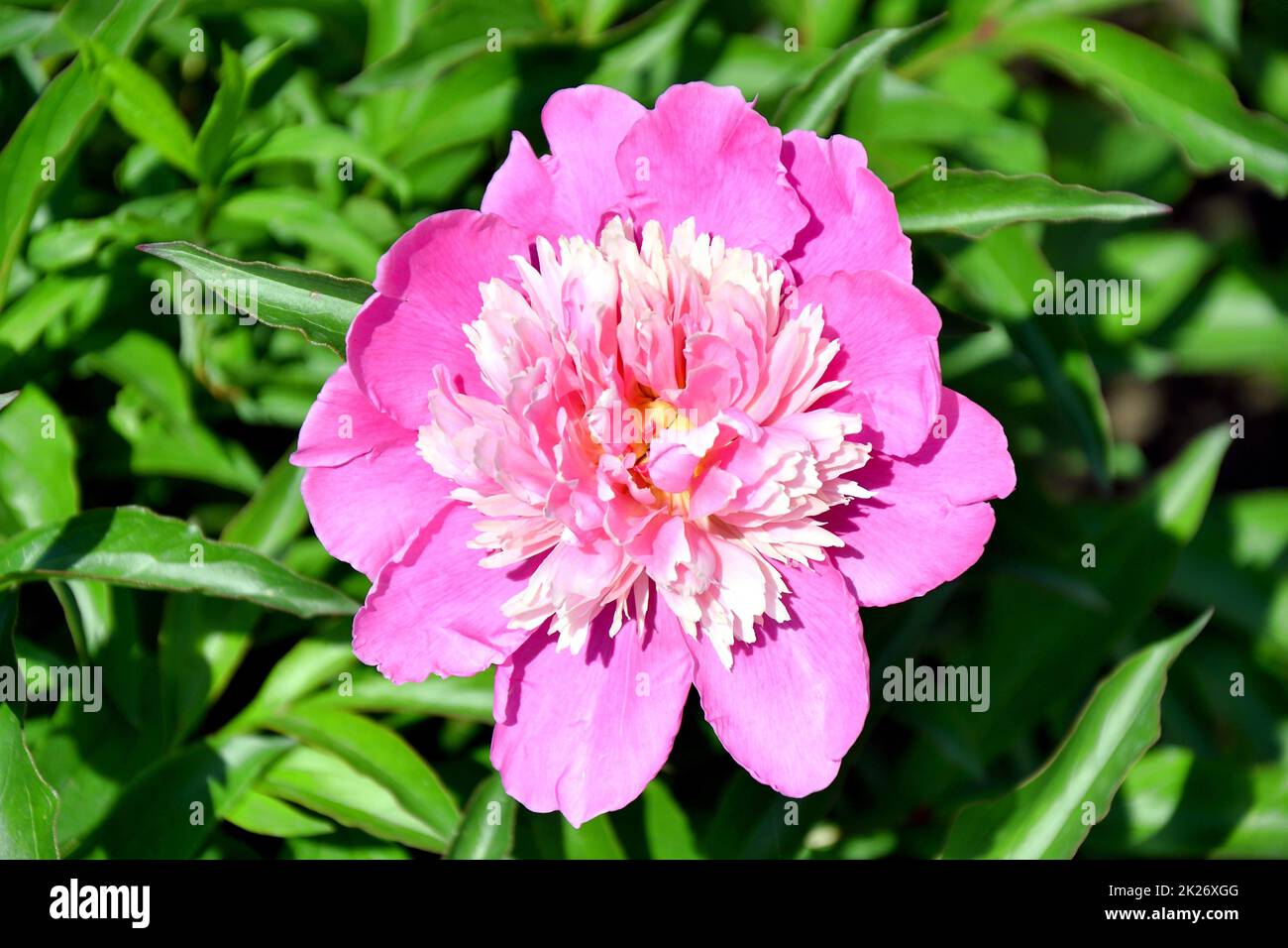 Weiß-rote Pfingstrosen für deine Geliebte Stockfoto