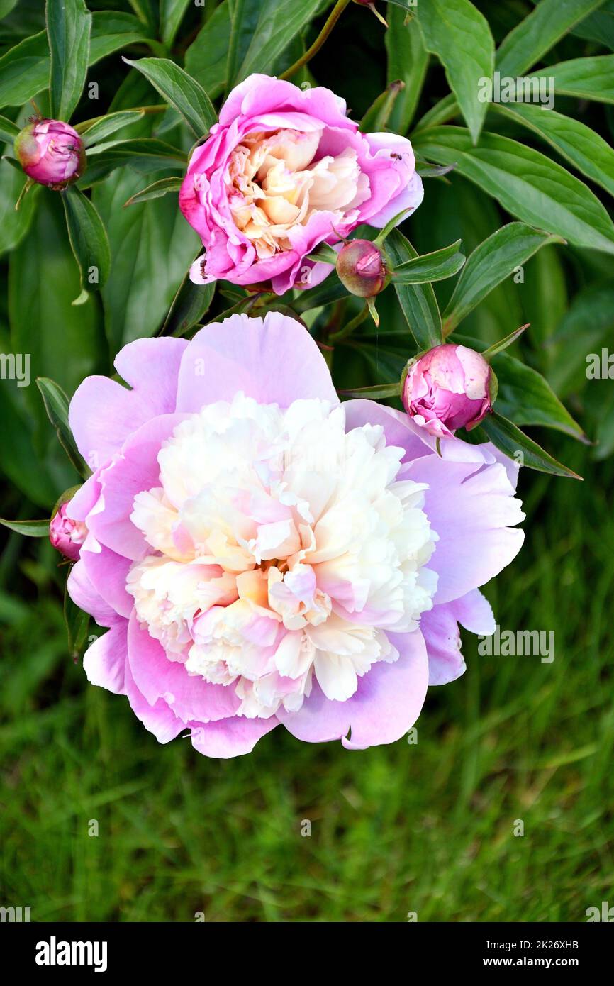 Weiß-rote Pfingstrosen für deine Geliebte Stockfoto