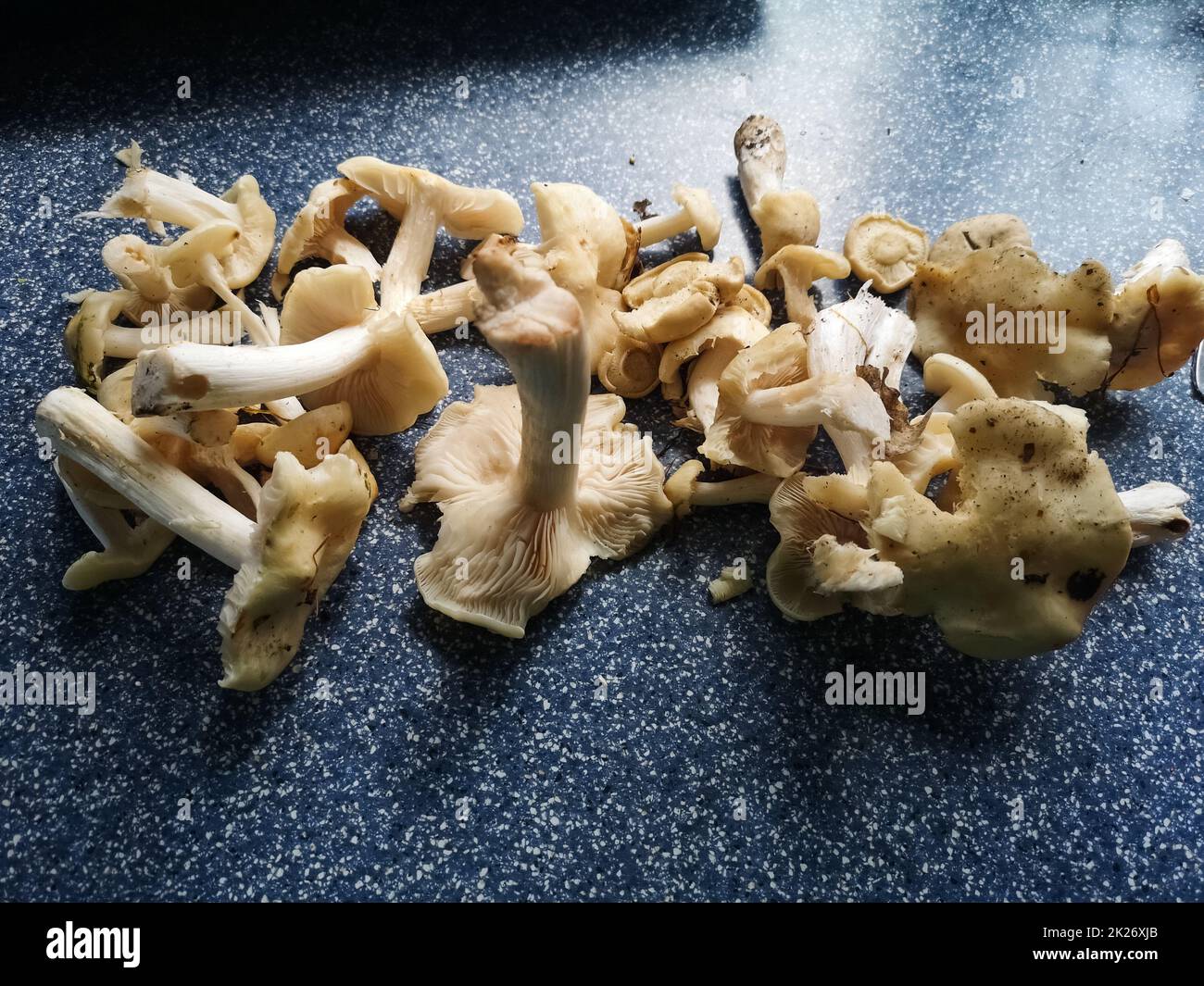 Viele frische Pilze des heiligen Georges, die im Frühling gesammelt wurden Stockfoto