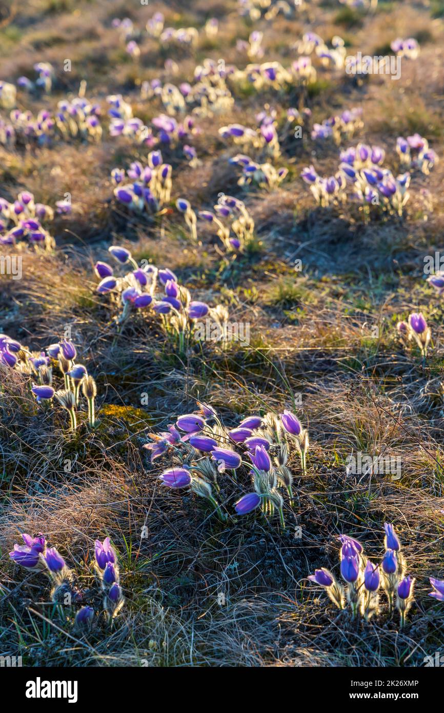 Pasque Flower, Nationalpark Podyji, Südmähren, Tschechien Stockfoto